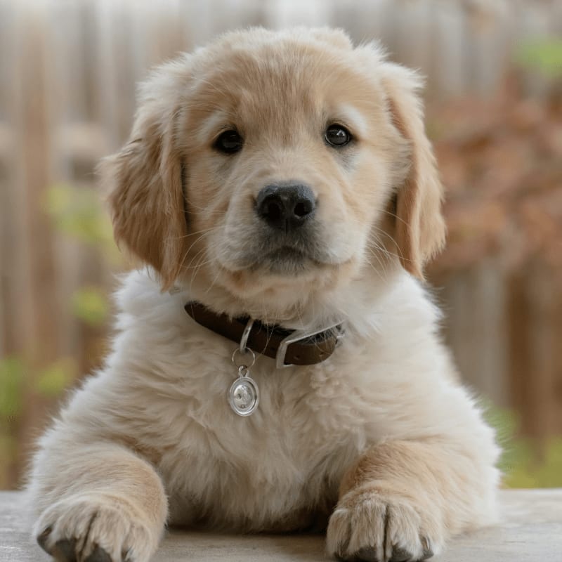 golden retriever puppy on focus photo