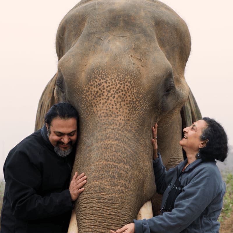 A man and a woman affectionately touch the trunk of a large elephant, with a soft, hazy background.