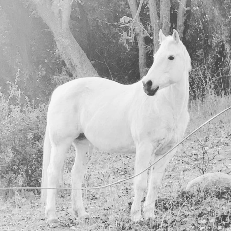 A white horse stands in a grassy field with trees and foliage in the background.