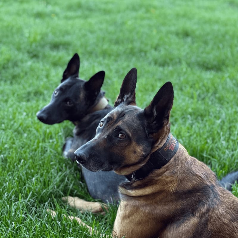 Two Belgian Malinois dogs lie in the foreground on a grassy field, with a blurred green background.