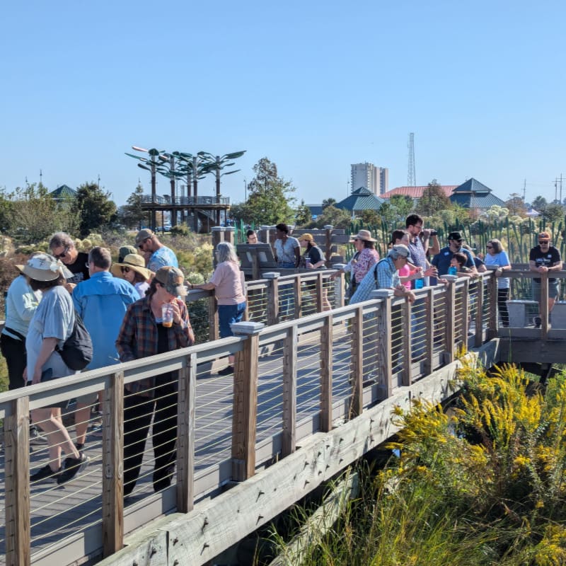 A group of people stroll along a wooden boardwalk in the foreground, with a clear blue sky and distant buildings in the background.