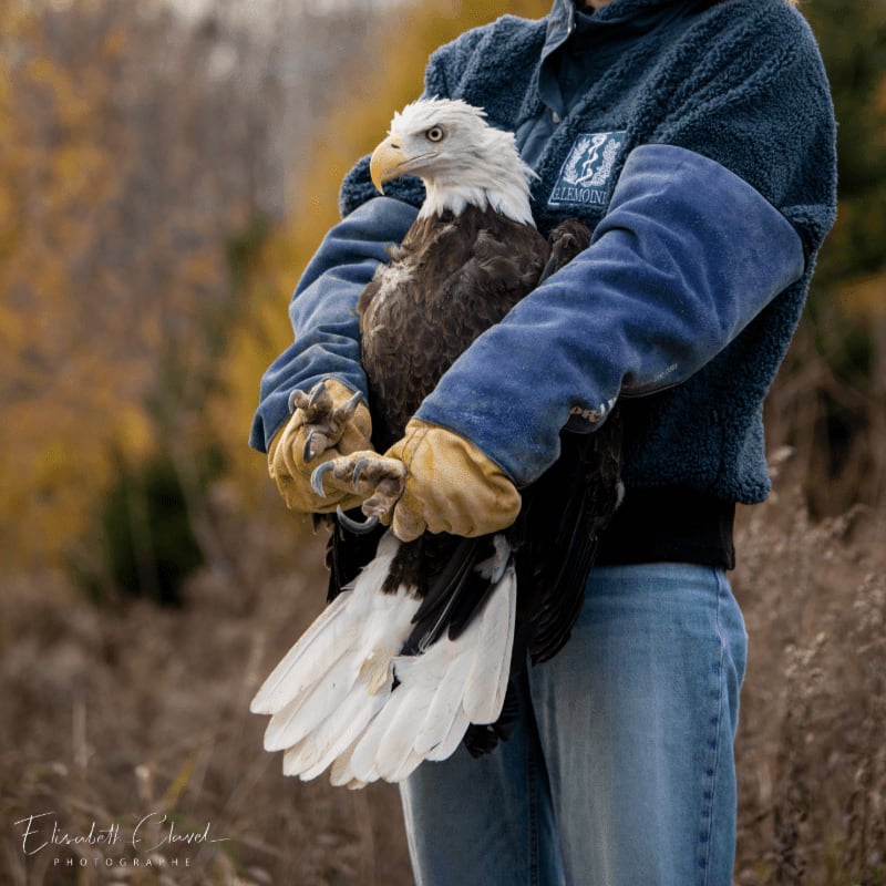 A person in protective gear holds a bald eagle in their arms, with a blurred background of autumn foliage.