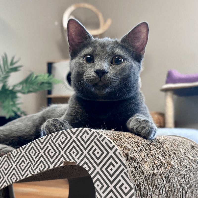 A gray cat with large eyes rests on a patterned scratching post in the foreground, with shelves and a purple cushion visible in the blurred background.