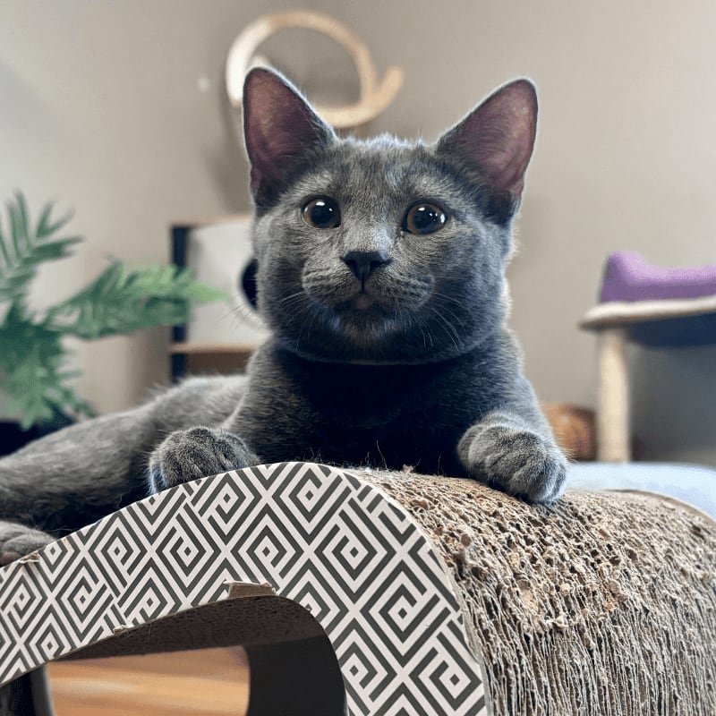 A gray cat with large eyes rests on a patterned scratching post in the foreground, with shelves and a purple cushion visible in the blurred background.