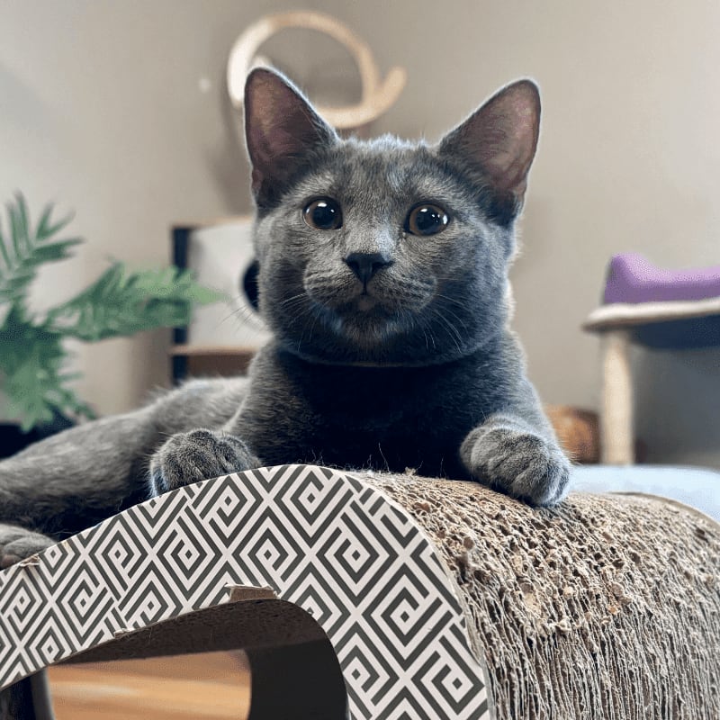 A gray cat with large eyes rests on a patterned scratching post in the foreground, with shelves and a purple cushion visible in the blurred background.