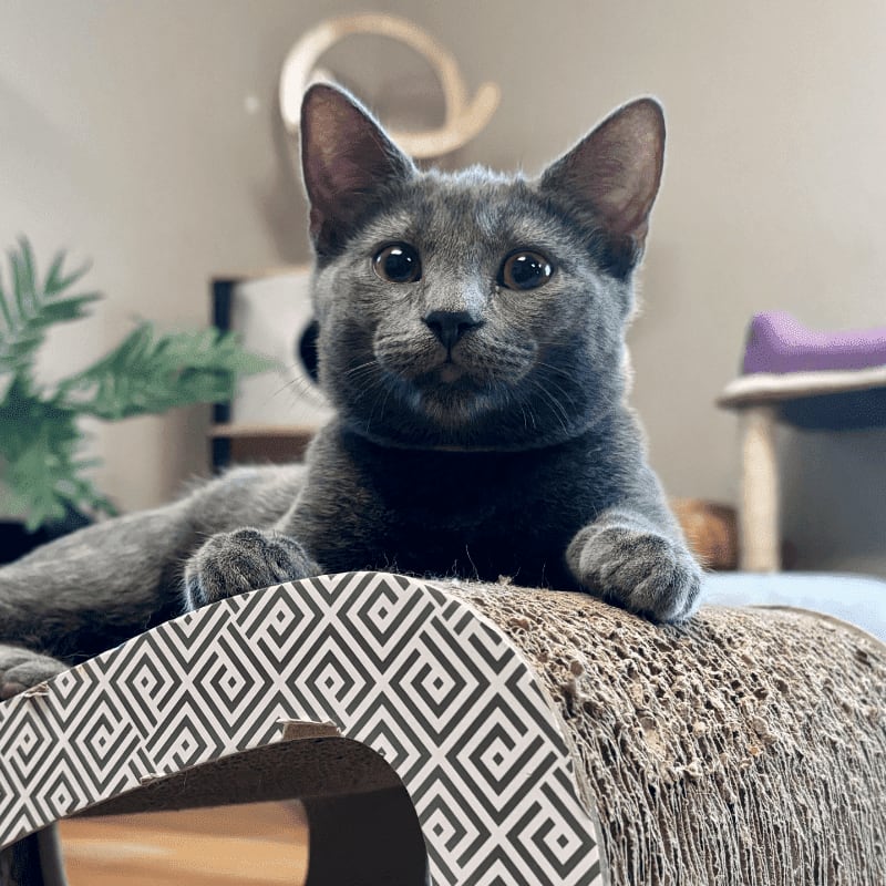 A gray cat with large eyes rests on a patterned scratching post in the foreground, with shelves and a purple cushion visible in the blurred background.