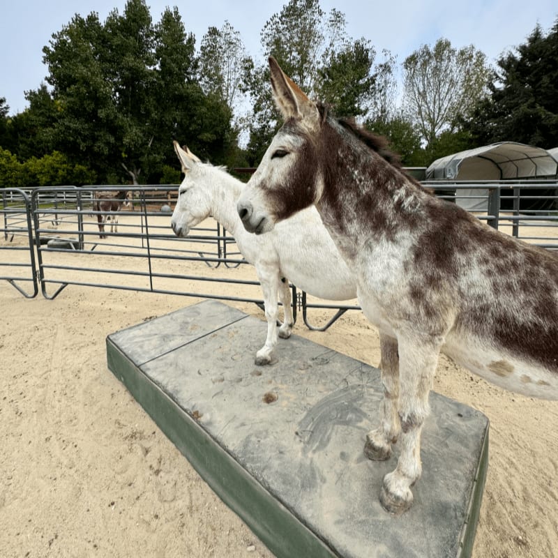 Two donkeys, one white and one spotted brown and white, stand on a rectangular platform in the foreground, with a fenced enclosure and trees in the background.