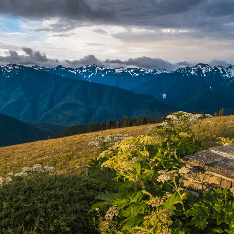 Wildflowers and a stone marker bloom in the foreground, with a majestic, snow-capped mountain range stretching across the background under a dramatic, cloudy sky.