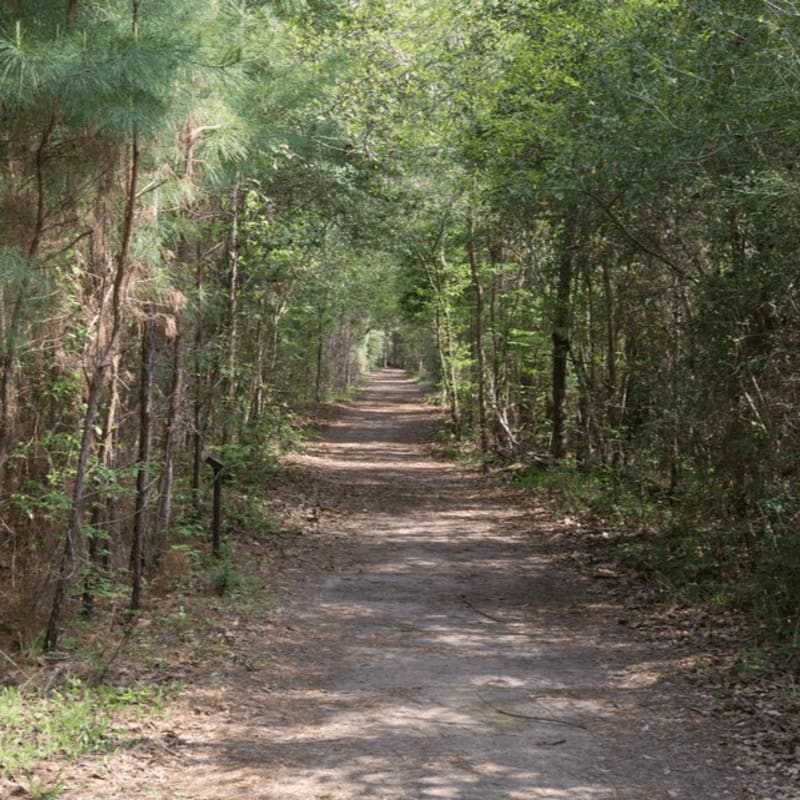 A dirt path winds through a dense forest, with sunlight dappling the ground and trees forming a green canopy overhead.