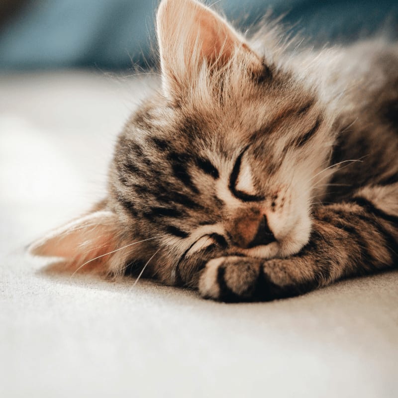 brown tabby kitten lying on white textile