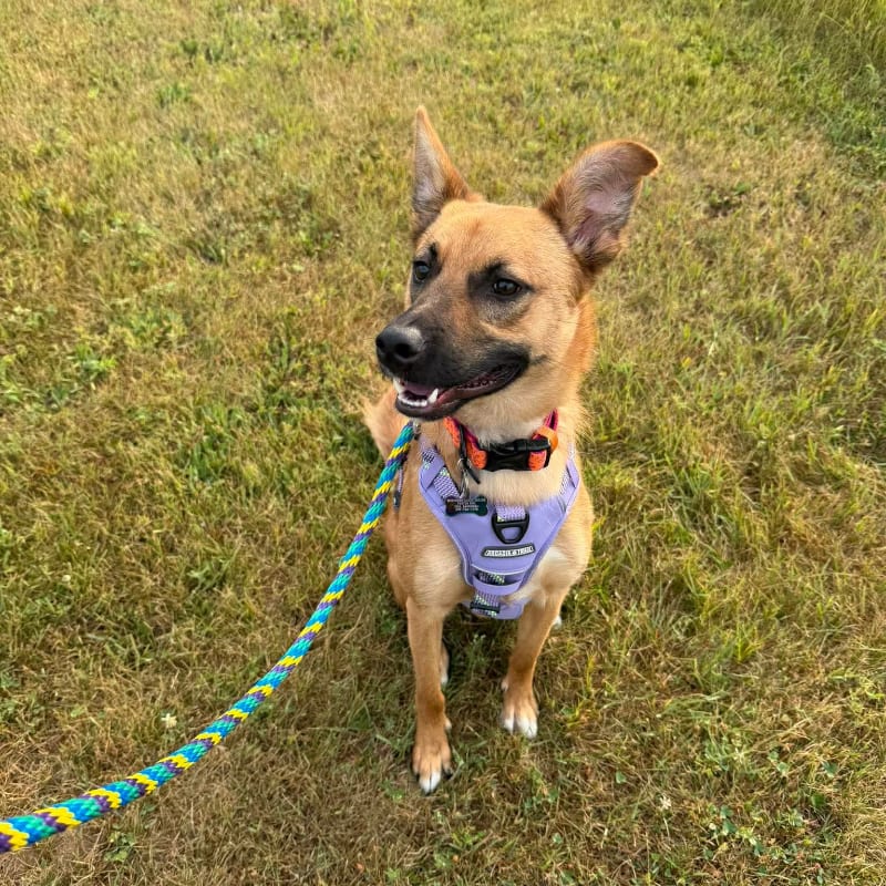 A tan dog with perky ears sits on a grassy field, looking to the side with a leash extending into the foreground.