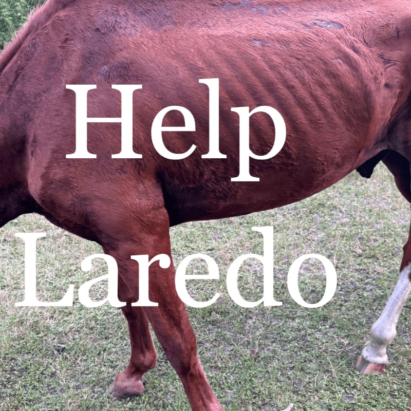 A very thin brown horse stands in a grassy field with the words "Help Laredo" superimposed on its body.