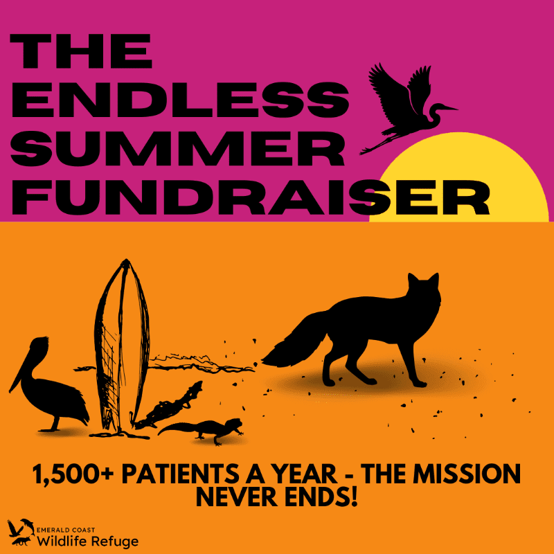 Silhouettes of beach wildlife and a surfboard are on an orange background, with text and a bird against a pink and yellow sunset in the upper portion.