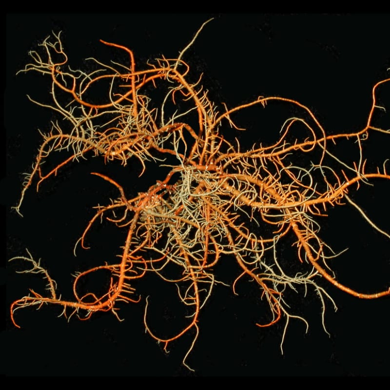 A complex, branching orange and white sea creature with many thin arms spreads out against a stark black background.