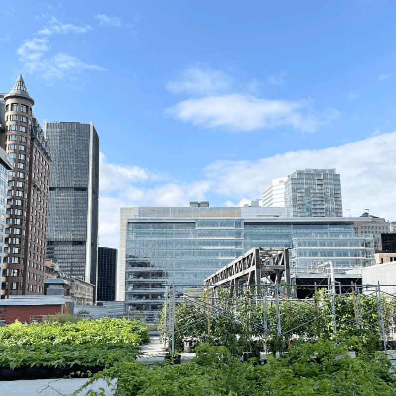 Lush green plants grow on a rooftop garden in the foreground, with a cityscape of modern buildings and a cloudy blue sky in the background.