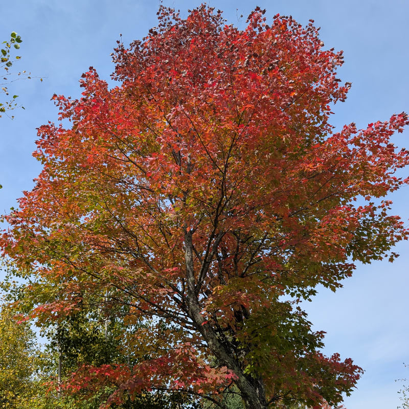 A vibrant maple tree with red and green leaves stands against a clear blue sky.