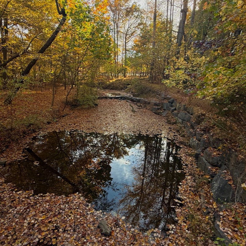 Fallen autumn leaves carpet the ground and a small pond, reflecting the colorful trees of the surrounding forest.