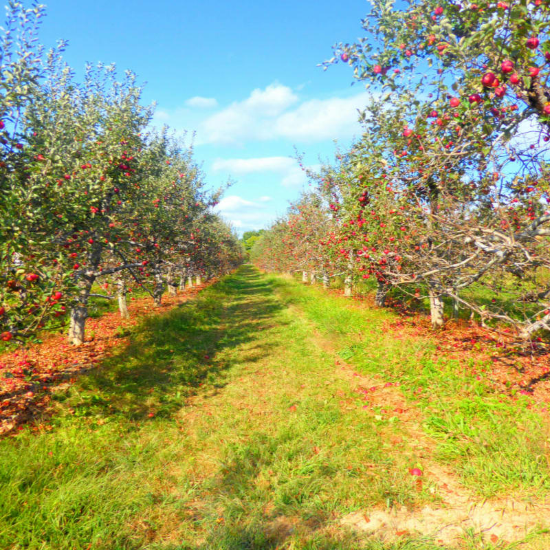 An apple orchard with lots of trees in the background