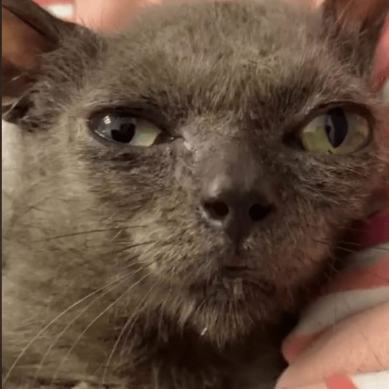 A close-up of a grey, scruffy cat with mismatched eyes is nestled in a soft, pink blanket.