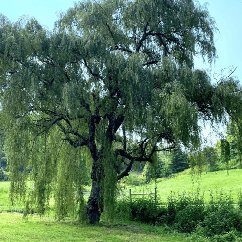 A large weeping willow tree with cascading branches stands in a lush green field, with rolling hills and a clear blue sky in the background.