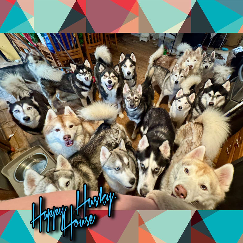 A large group of happy huskies fills the foreground, with a colorful geometric pattern in the background.