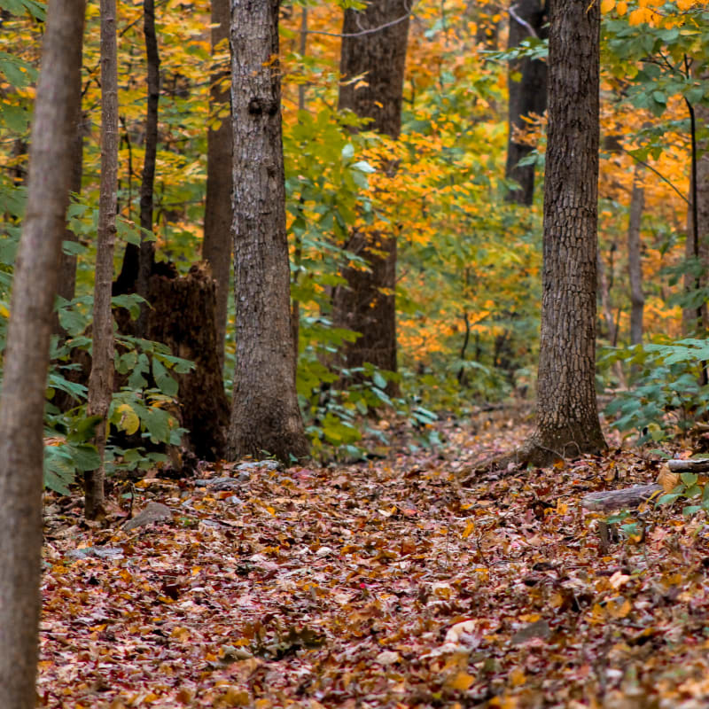 A path covered in fallen autumn leaves leads through a forest with colorful foliage in the background.