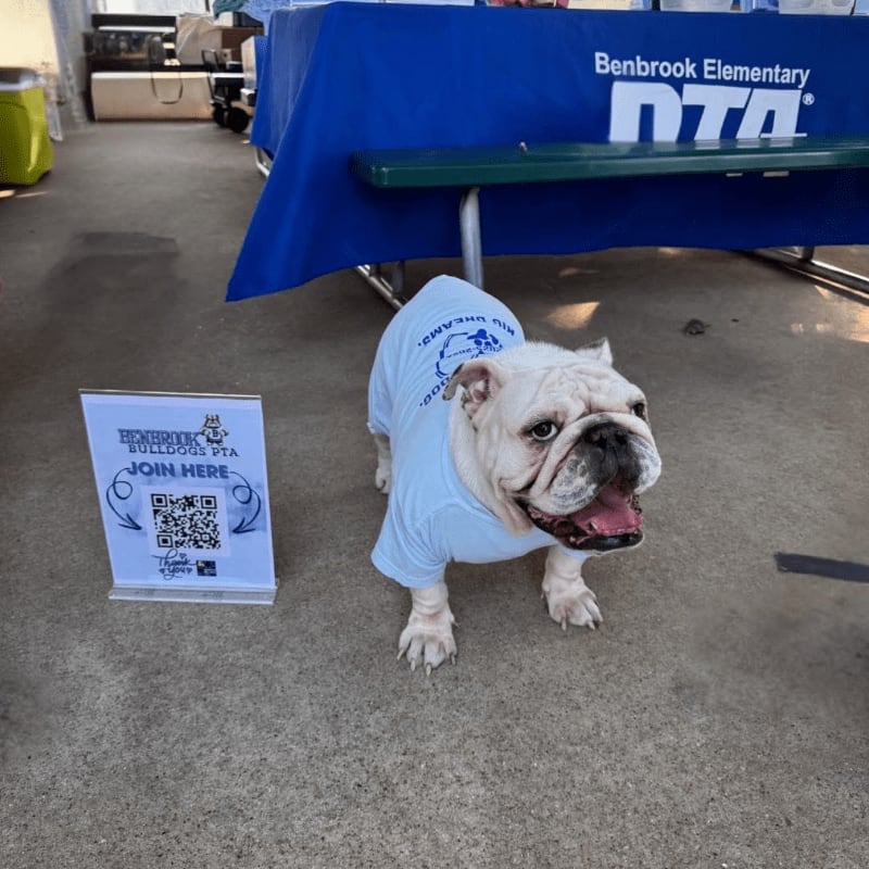 A happy bulldog in a light blue t-shirt stands on a concrete surface next to a sign, with a blue tablecloth draped over a table in the background.