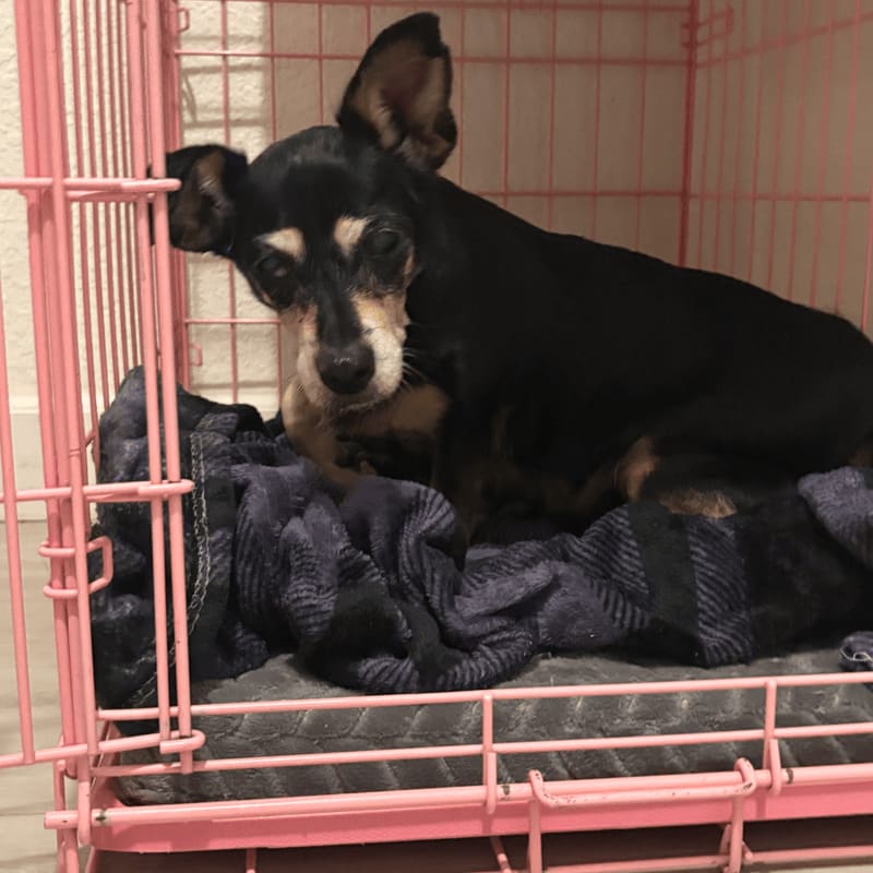A small black and tan dog rests on a blanket inside a pink wire crate, with a white wall visible in the background.