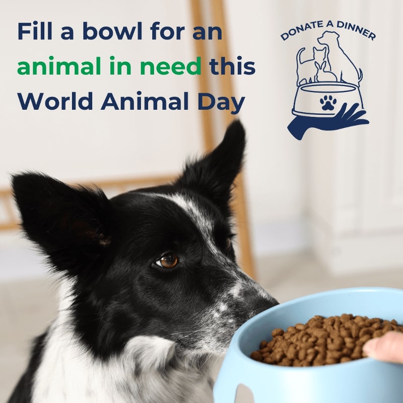 A black and white dog looks at a bowl of kibble in the foreground, while text and a logo promoting World Animal Day are in the background.