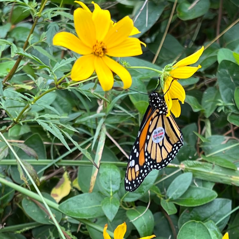 A monarch butterfly with a tag on its wing rests on a yellow flower in the foreground, with lush green foliage filling the background.