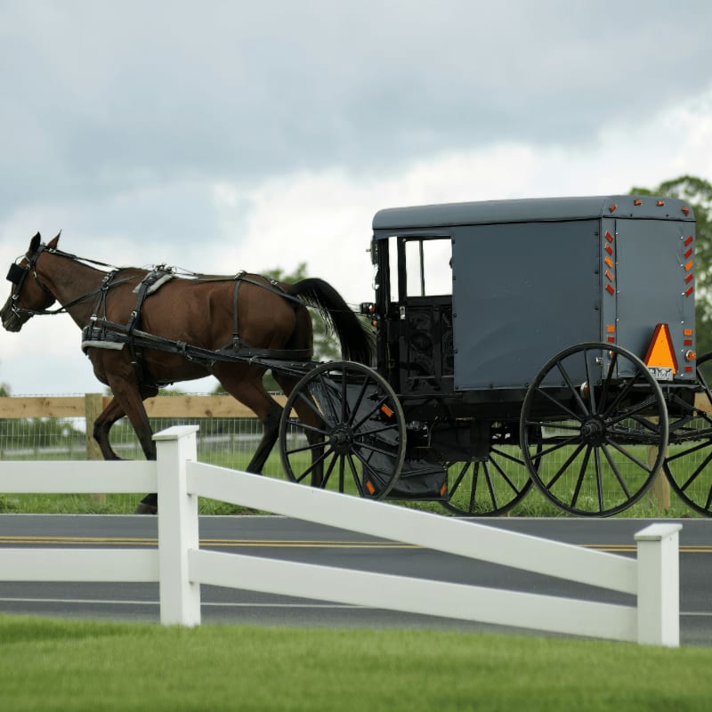 a horse pulling a carriage