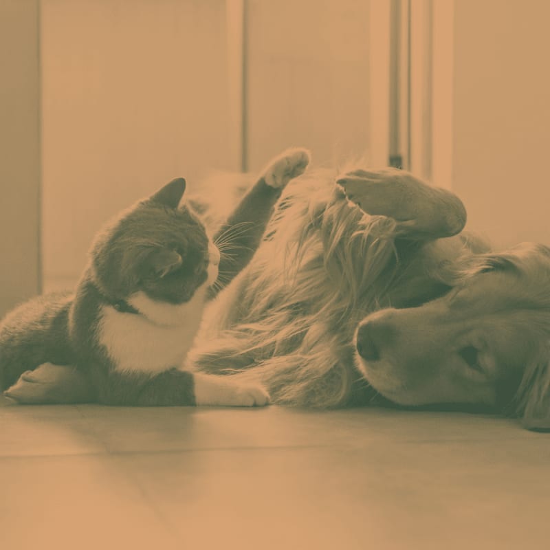 A cat rests on a wooden floor next to a golden retriever that is lying on its back with its paws in the air, with a blurred background of a room.