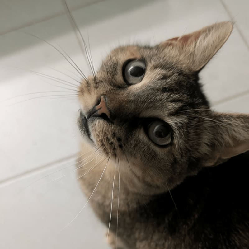 A tabby cat with wide, curious eyes looks up from a tiled floor.
