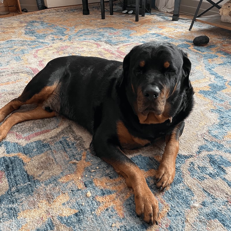 A Rottweiler rests on a colorful rug in a room with furniture in the background.