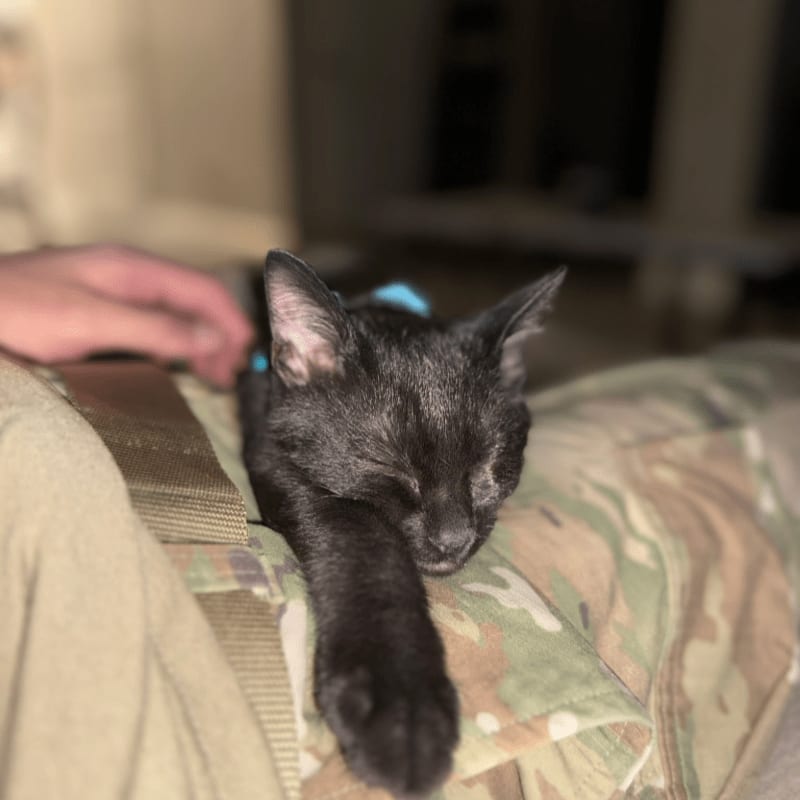 A small black kitten sleeps peacefully on a person's lap, with a blurred background suggesting an indoor setting.