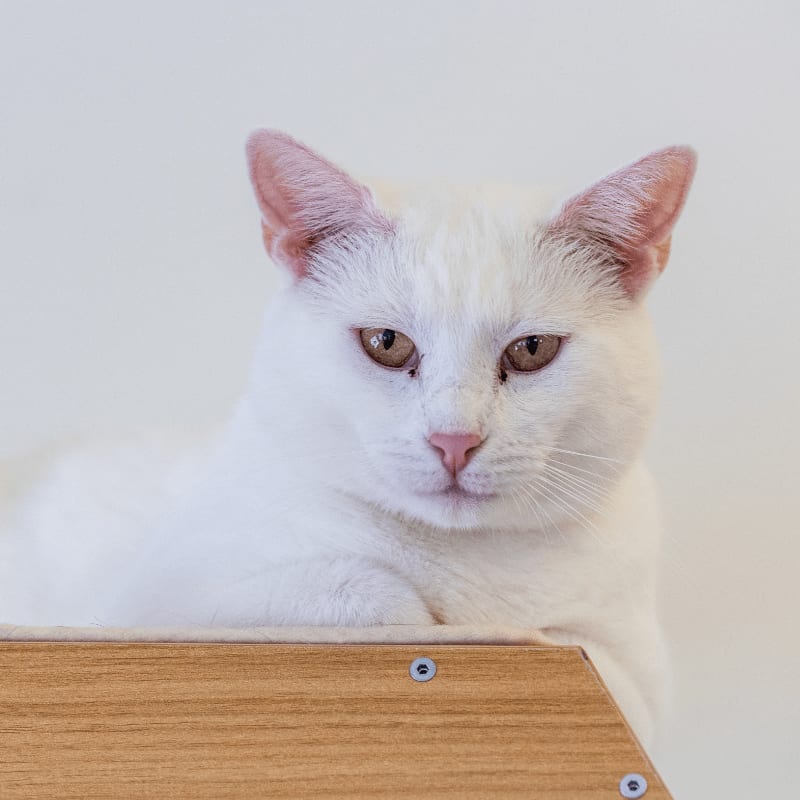 A white cat with brown eyes rests on a wooden surface against a plain white background.