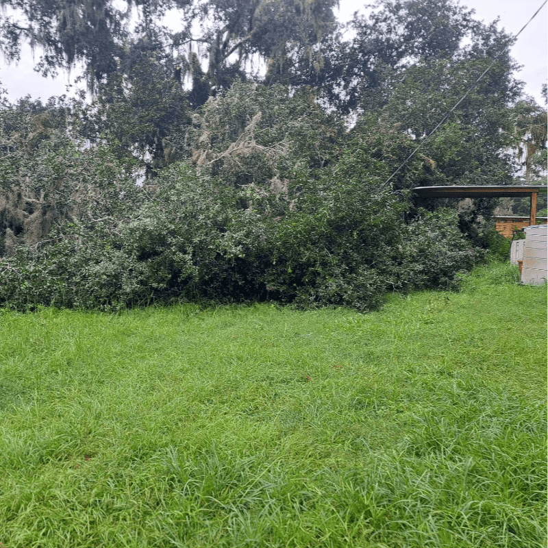A large tree has fallen across a grassy yard, with a wooden structure visible in the background.