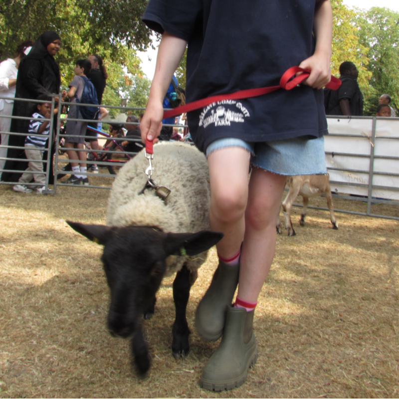 A person in boots walks a sheep on a leash in the foreground, with a crowd of people and a fence in the background.