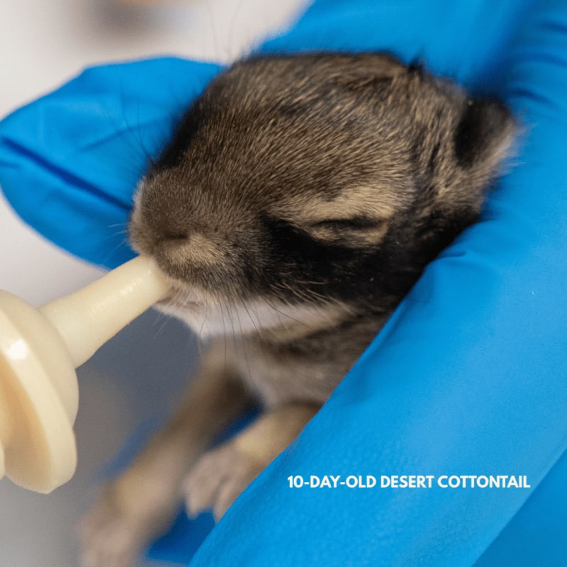 A tiny, fuzzy 10-day-old desert cottontail is being fed from a bottle by a gloved hand against a blurred white background.