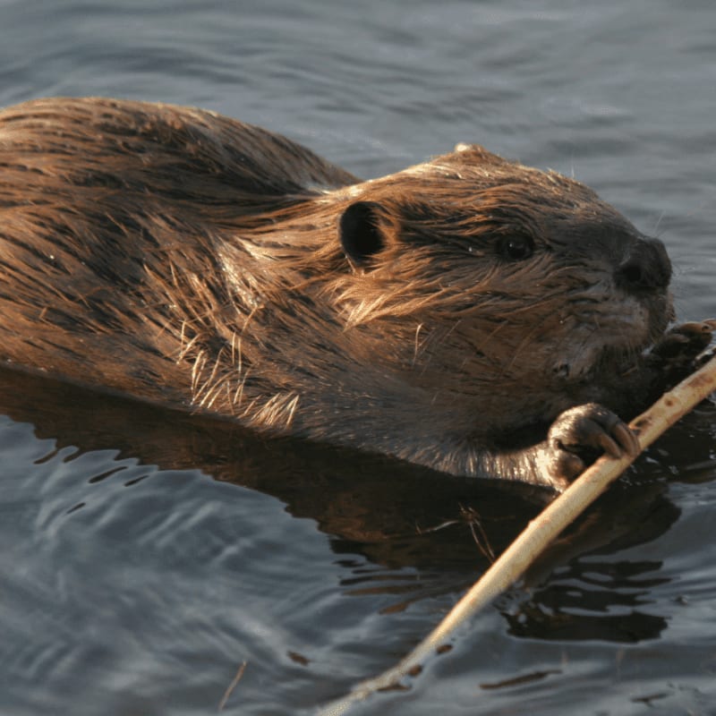 A beaver swims in dark water, holding a stick in its paws.