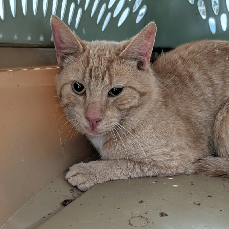 A ginger cat with green eyes rests in a carrier, its head turned towards the viewer, with a blurred, light-colored background.