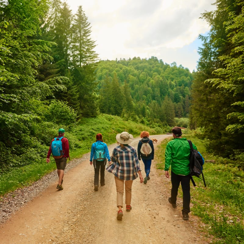 A group of hikers walks along a dirt path through a lush green forest with rolling hills in the background.