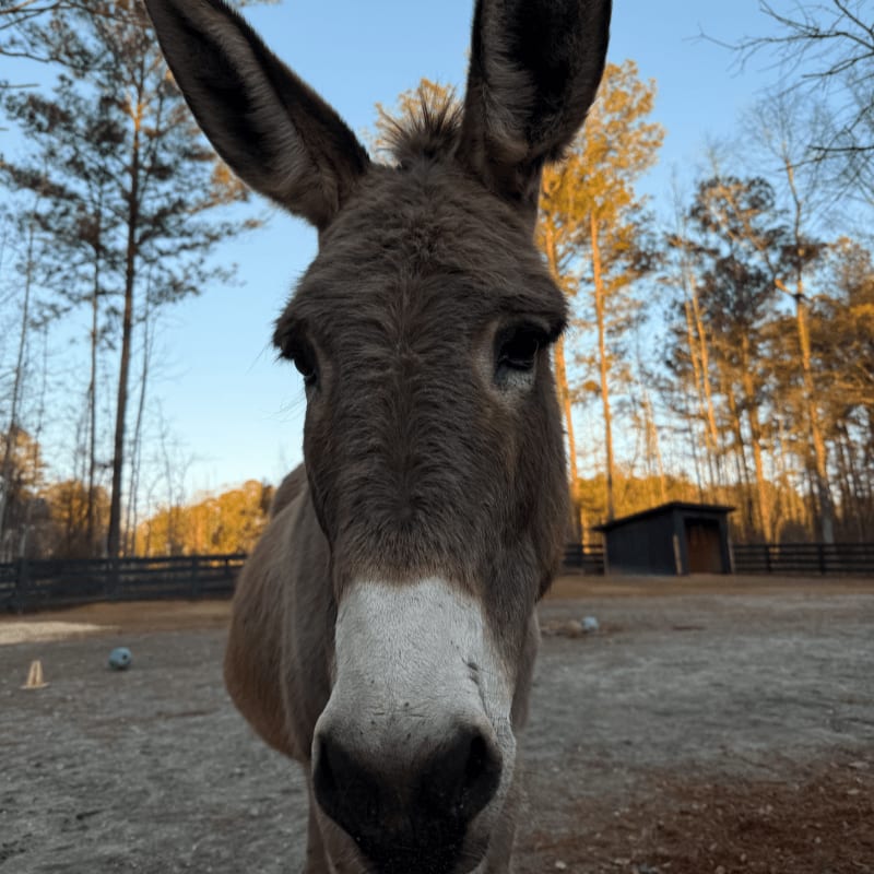 A close-up of a donkey's face fills the foreground, with a rural farmyard and trees visible in the background.