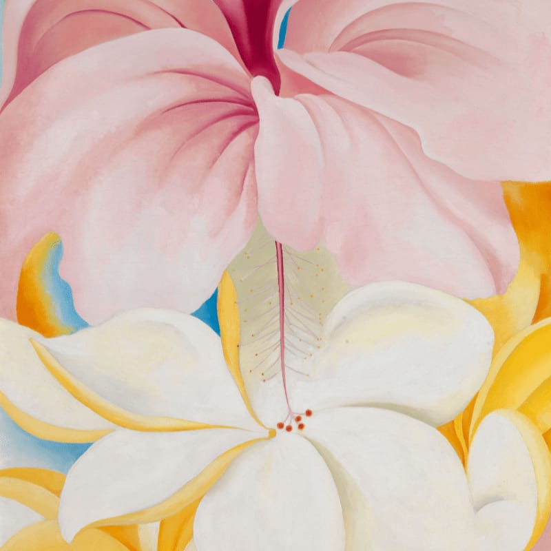 Large, soft pink and white flowers dominate the foreground, set against a vibrant blue and yellow background.