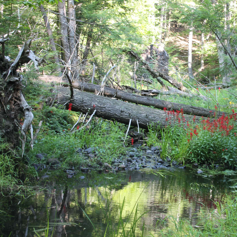 A tranquil forest scene features a calm stream in the foreground reflecting the lush greenery and fallen trees, while the background is a dense, sun-dappled woodland.