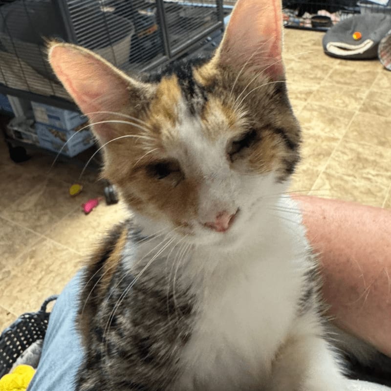 A calico cat with sleepy eyes rests on a person's lap in front of a cluttered background with a pet carrier and toys.