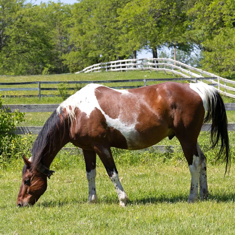 A brown and white horse grazes in a grassy field with a white fence and trees in the background.