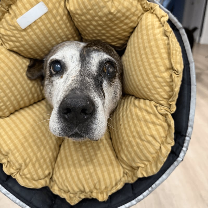 A senior dog with a puffy yellow cone around its head looks forward, with a blurry background suggesting an indoor setting.