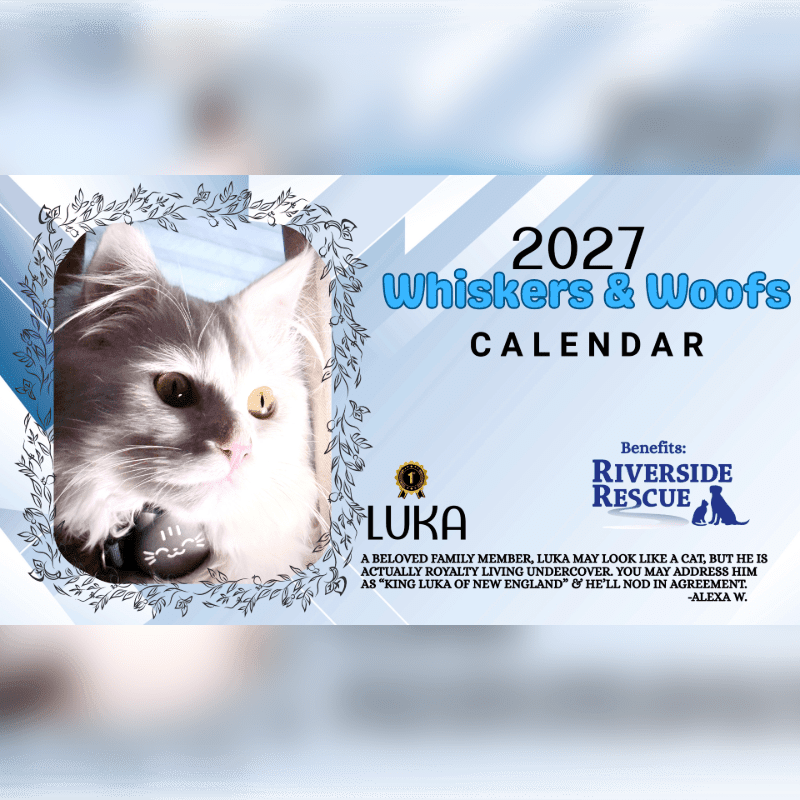 A fluffy cat's face is framed by a decorative border in the foreground, while the background features text announcing the "2027 Whiskers & Woofs Calendar" benefiting Riverside Rescue.