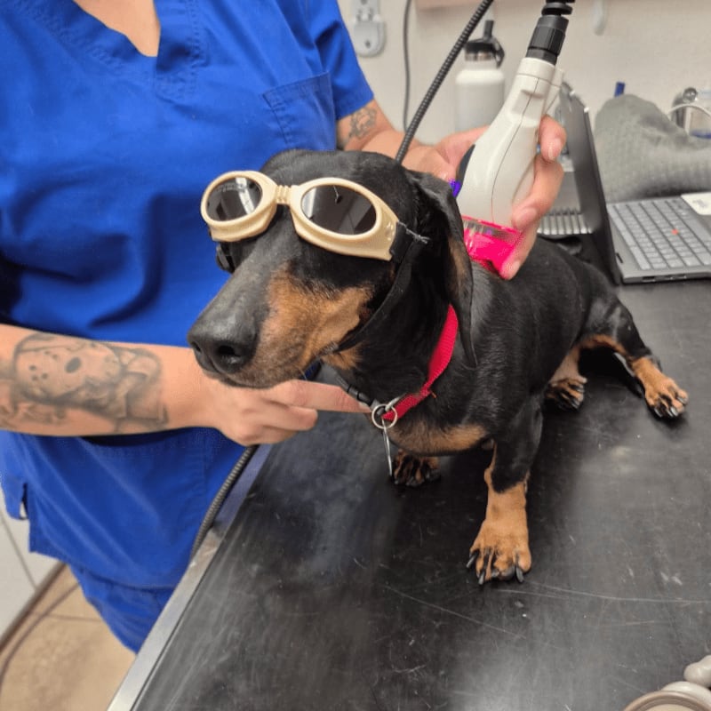 A dachshund wearing protective goggles is being treated with a laser device by a person in blue scrubs, with a laptop and medical equipment visible in the background.
